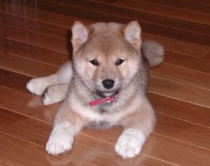 Shiba Inu seul