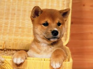 Shiba dans une panière