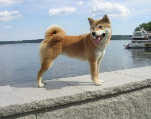 Shiba au bord de l'eau