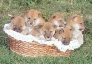 Chiot Shiba