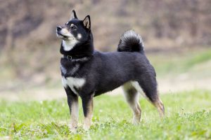 Shiba Inu sans laisse