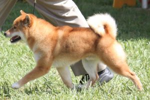 Shiba Inu au pied