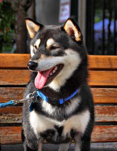 Shiba sur un banc