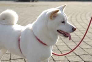 Promenade Shiba en laisse