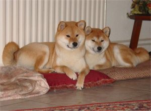 Deux Shiba allongés