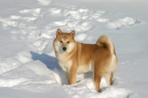 Réponse du Shiba