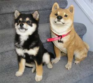 Shiba qui attendent à manger