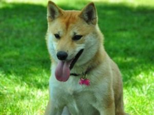 Shiba dans le jardin