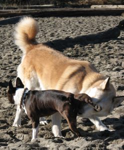 Shiba avec un autre chien