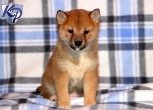 Chiot Shiba sur un canapé