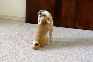 Shiba en appartement sur la moquette