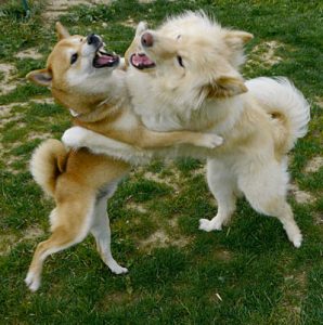 Shiba et un autre chien