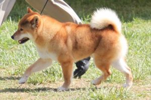 Taille Shiba