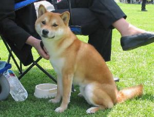 Shiba et gamelle