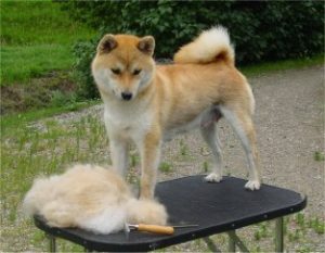 Shiba et brosse