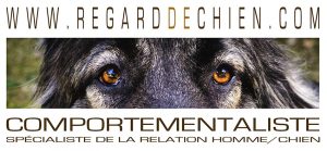 regarddechien