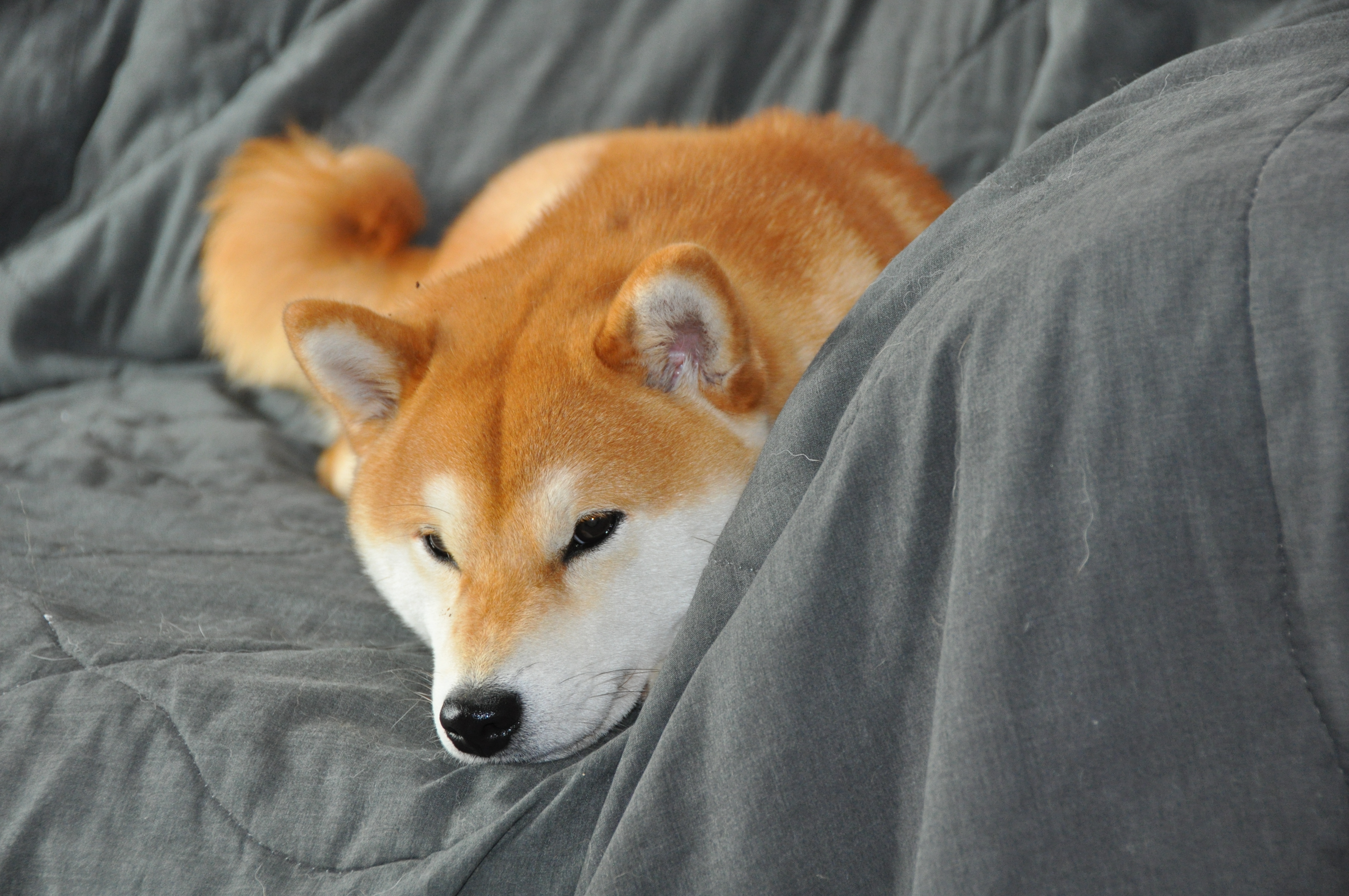 Shiba Inu allongé