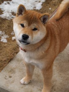 Shiba Inu neige