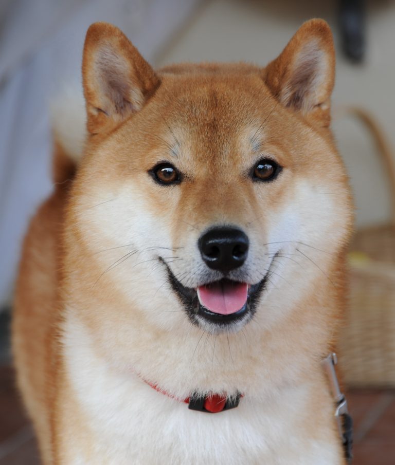 Photo Shiba Inu Noir et Feu, Blanc, Sésame et Chiots
