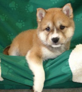 Chiot Shiba Inu dans un drap