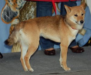 Shiba Inu debout à coté d'une femmeShiba Inu debout à coté d'une femme