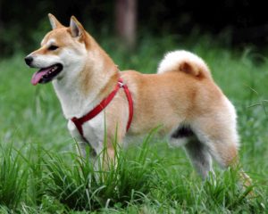 Shiba Inu avec un collier dans la nature