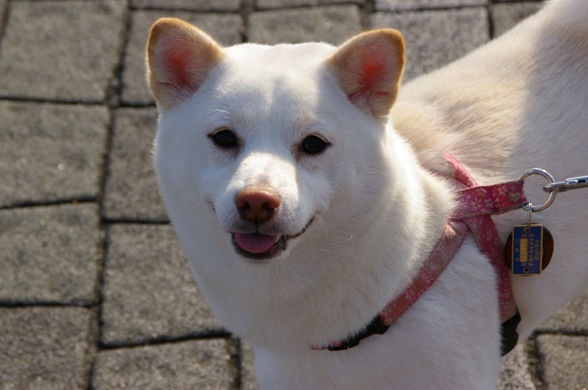 Shiba Inu blanc avec collier