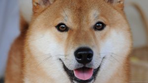 Gros Plan Shiba Inu