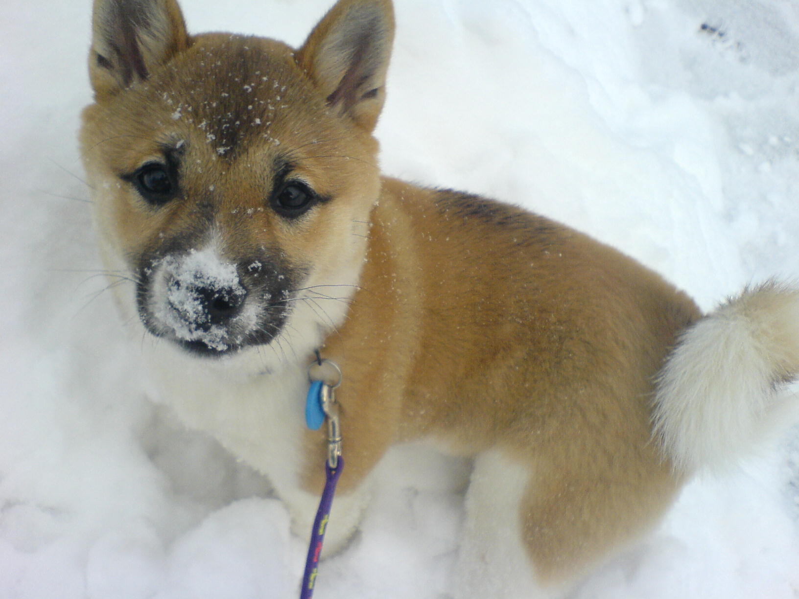 Chiot Shiba Inu dans la neige