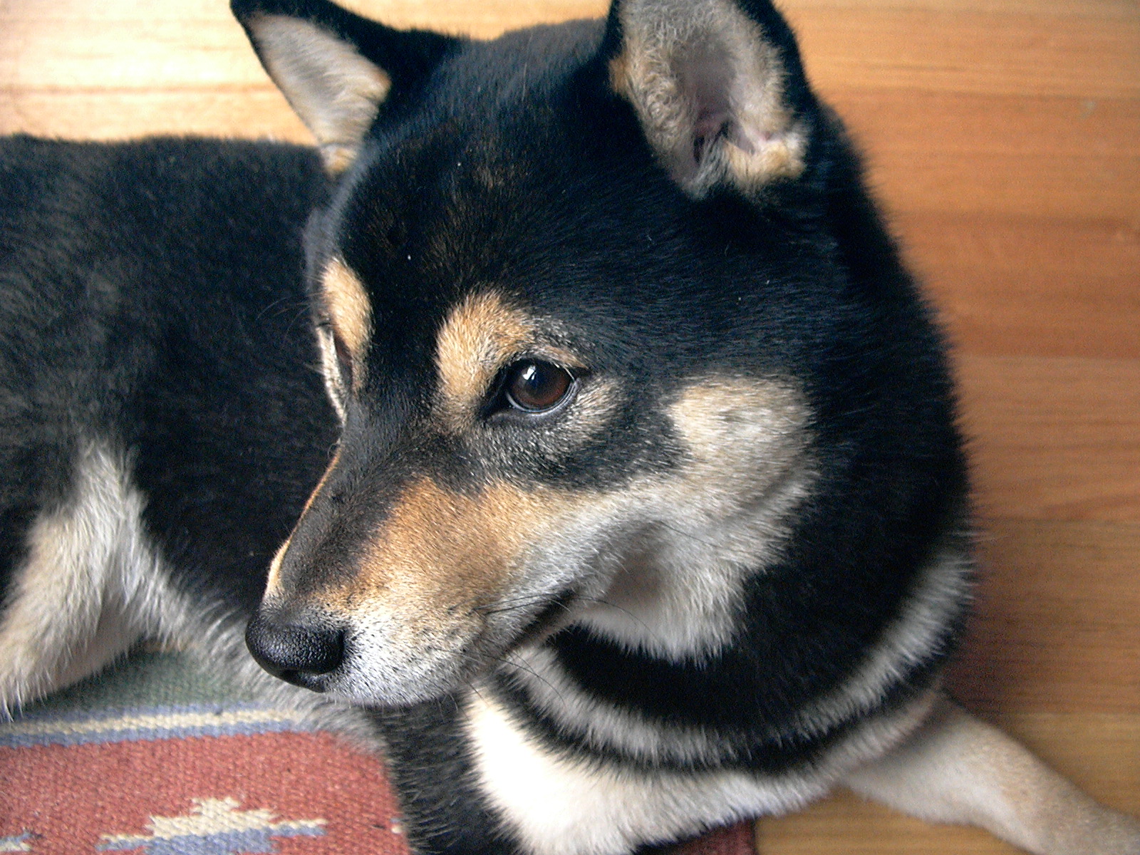 Shiba Inu noir et feuallongé