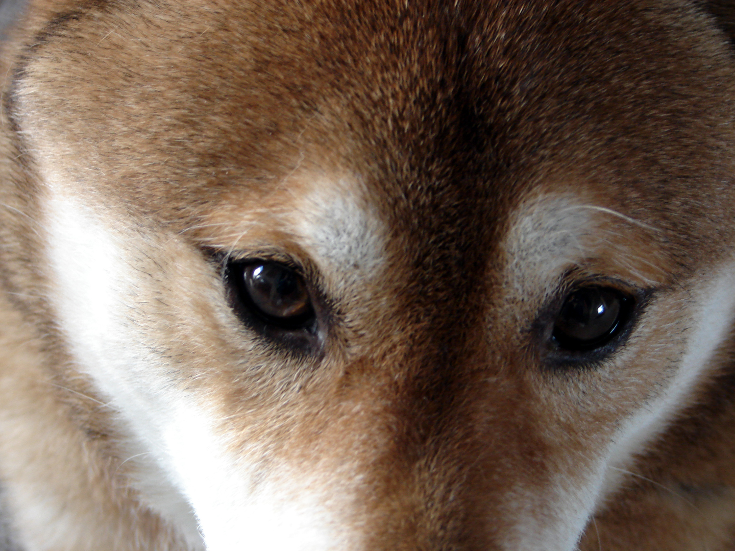 Gros plan yeux de Shiba Inu Inu