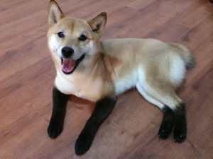 Shiba Inu allongé sur parquet bouche ouverte