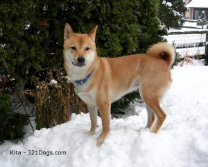 Shiba Inu avec collier dans la neige
