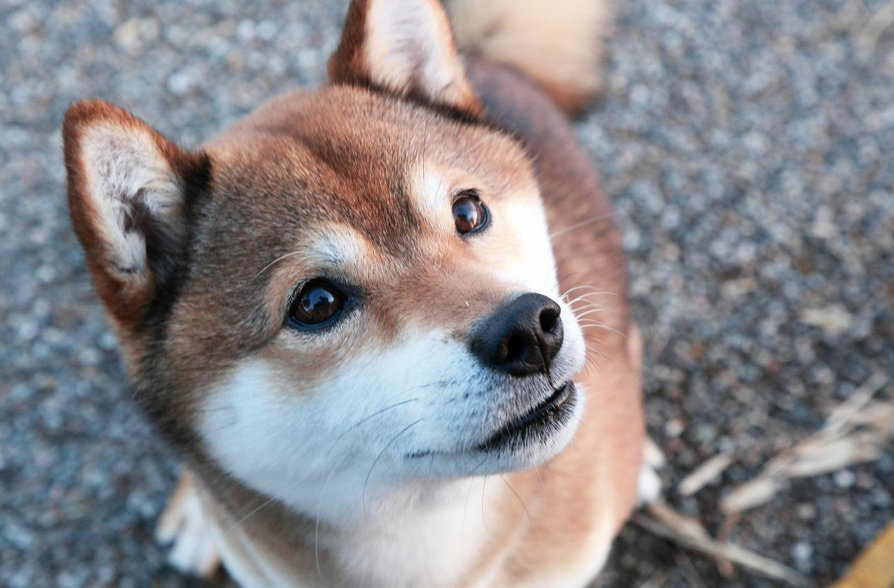 Gros plan Shiba Inu sur le bitume