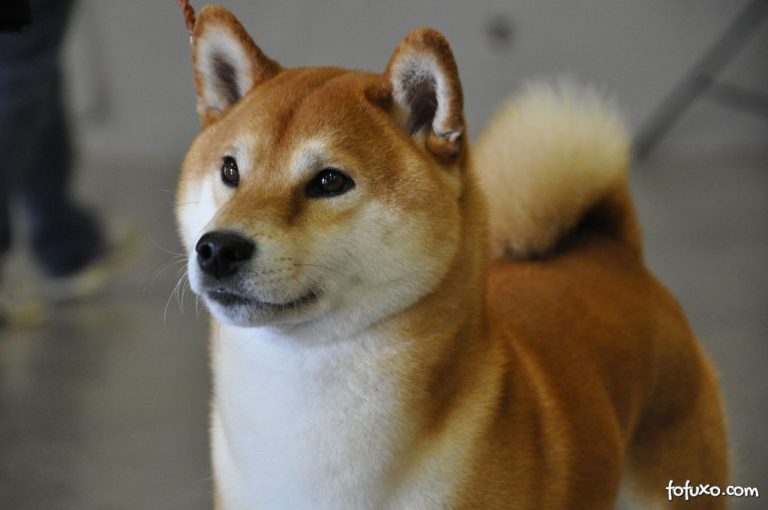 Photo Shiba Inu Noir et Feu, Blanc, Sésame et Chiots