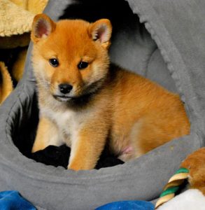 Chiot Shiba Inu dans un panier