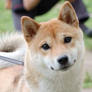 Shiba Inu en laisse