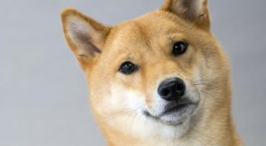 Shiba Inu en gros plan