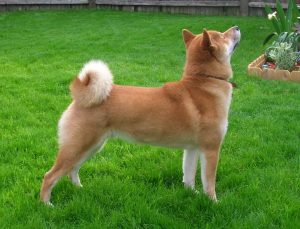 Shiba Inu dans l'herbe