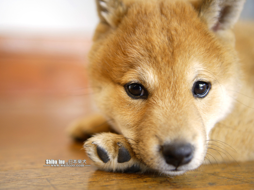 Shiba Inu allongé sur sa patte