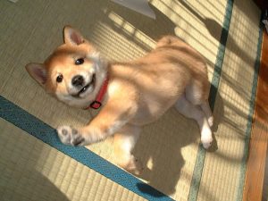 Chiot Shina Inu qui s'amuse