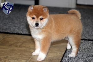 Chiot Shiba Inu en appartement