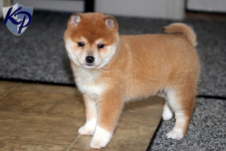 Photo Shiba Inu Noir et Feu, Blanc, Sésame et Chiots