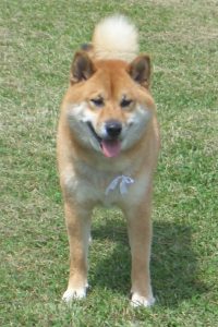 Shiba Inu les yeux plissés