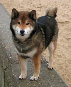 Shiba Inu noir et feu à coté de la plage