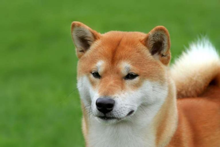 Photo Shiba Inu Noir et Feu, Blanc, Sésame et Chiots