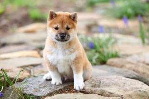 Chiot Shiba Inu sur les rochets