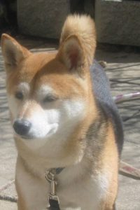 Shiba Inu noir