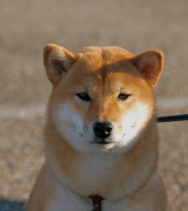 Shiba Inu de face en laisse