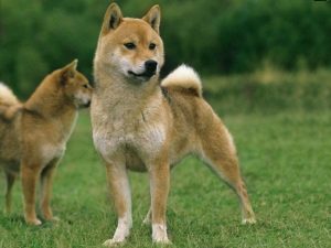 Deux shiba Inu à l'extérieur